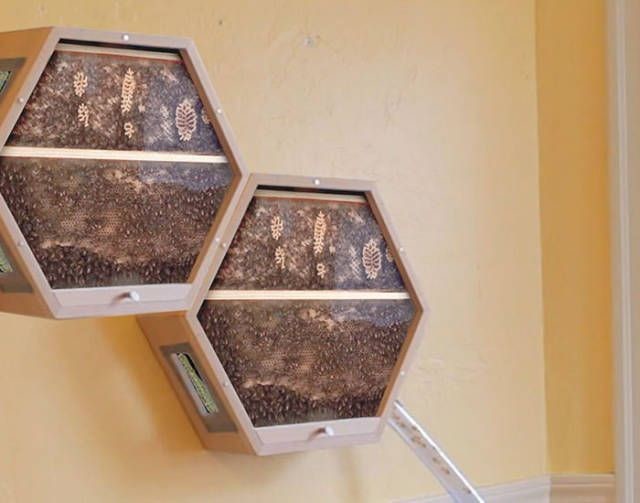 Створено унікальний вулик, який дозволяє бджолам жити в звичайному будинку. Фотогалерея