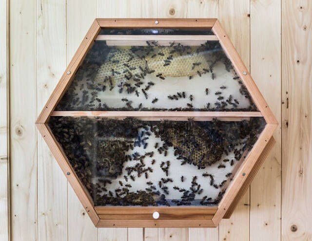 Створено унікальний вулик, який дозволяє бджолам жити в звичайному будинку. Фотогалерея